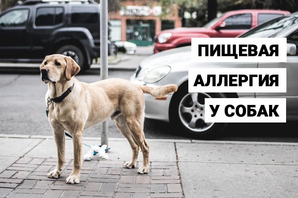 Пищевая аллергия у собак. Как распознать и чем кормить питомцев